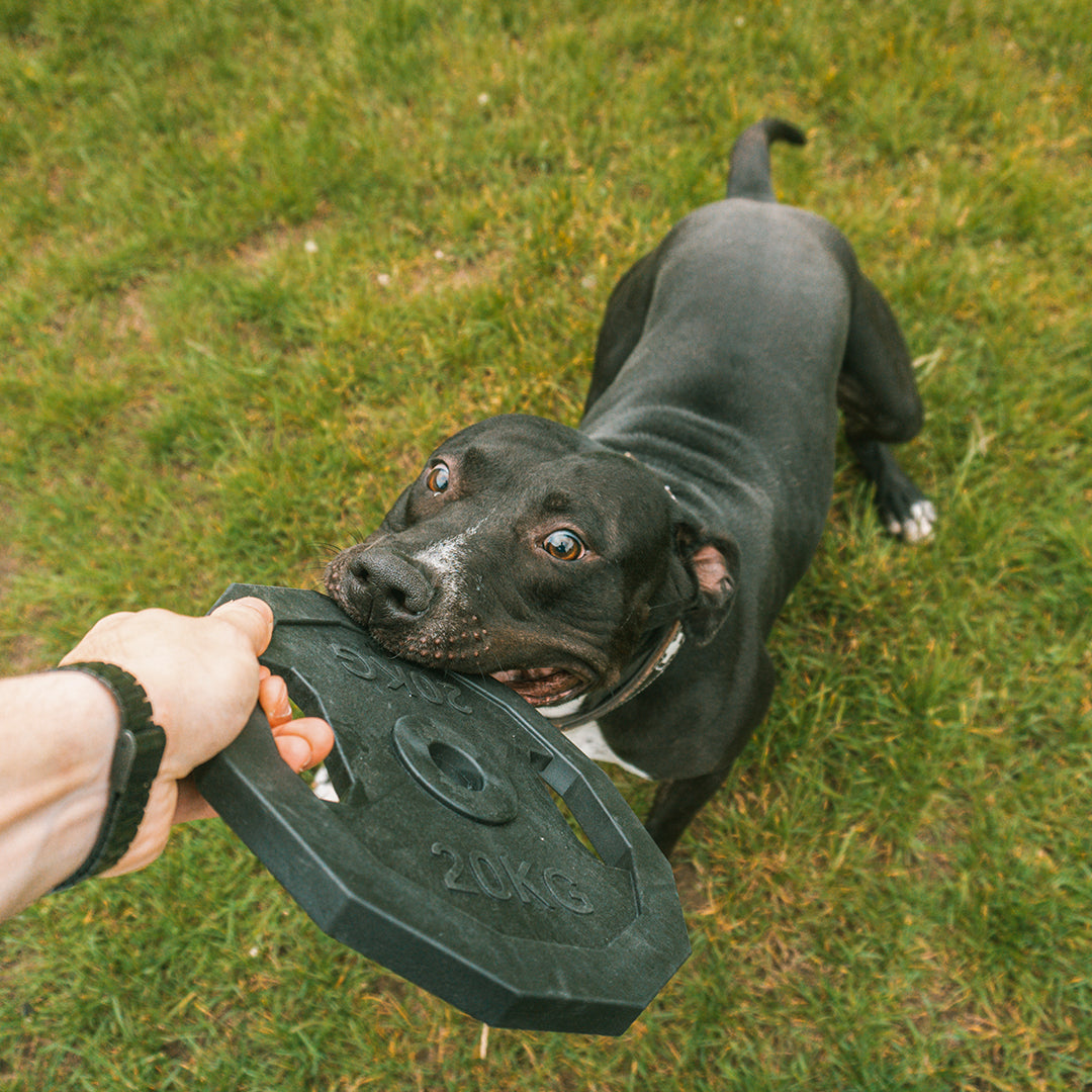 For The Gainz - barbell dog toy