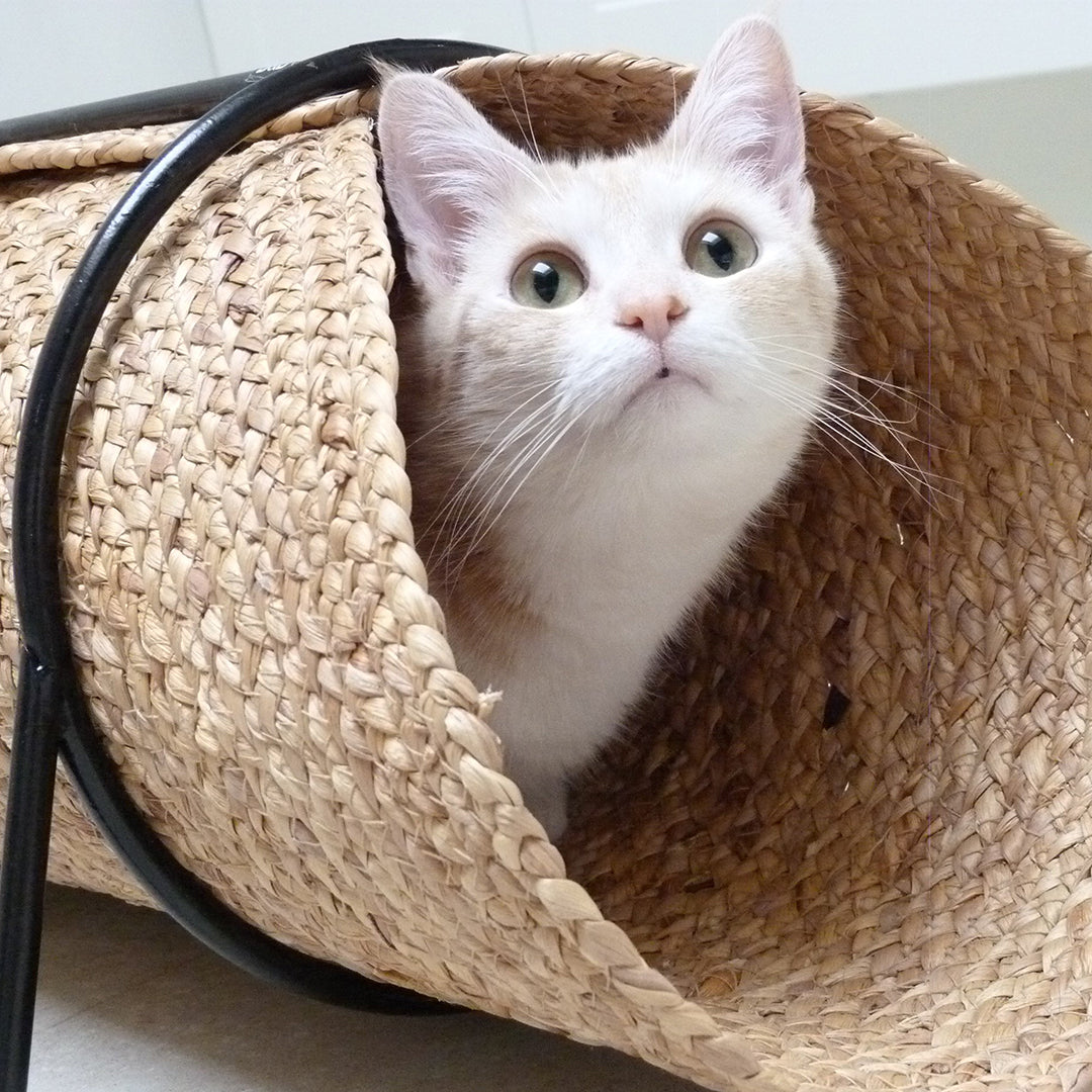 Cat Play Tunnel Reinna