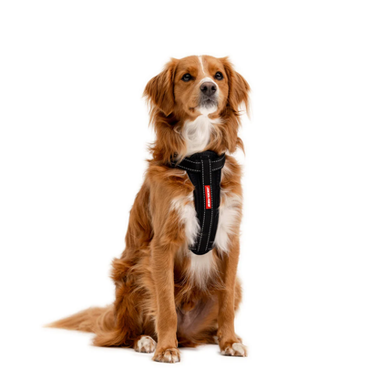 Black Denim: Chest Plate Harness