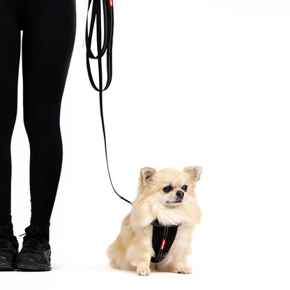 Essential Leash