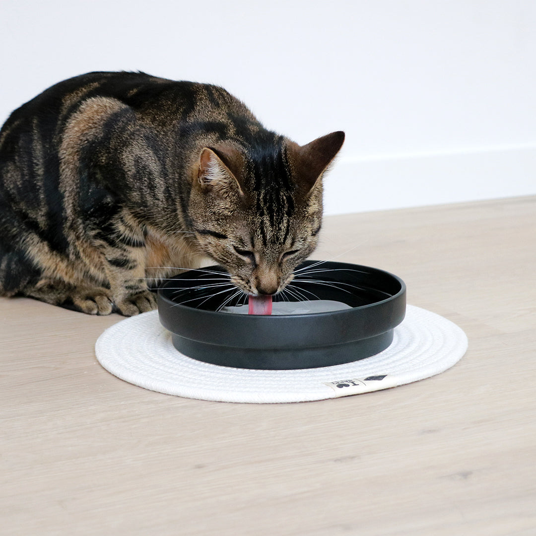 ACE - Drinking bowl