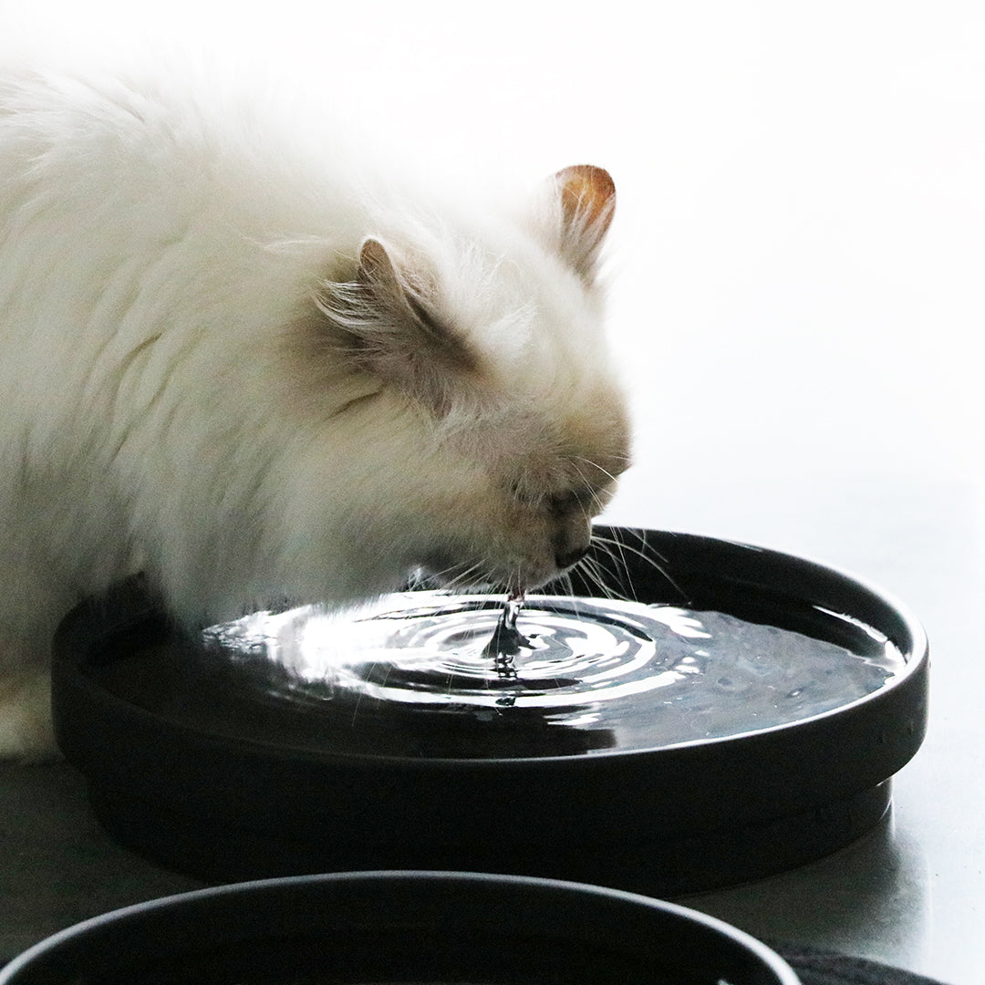 ACE - Drinking bowl