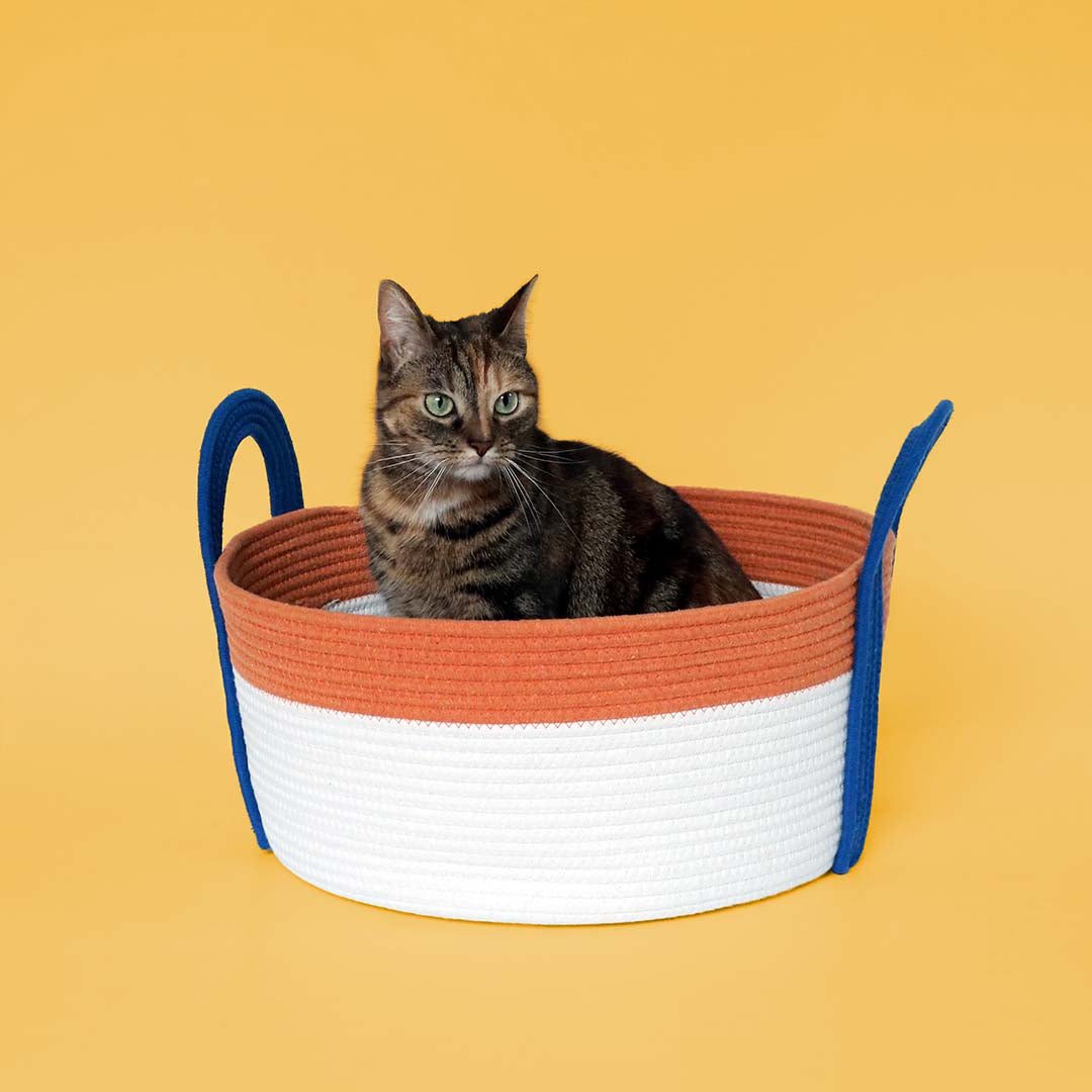 Cat Basket Binge
