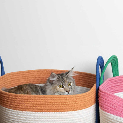 Cat Basket Binge