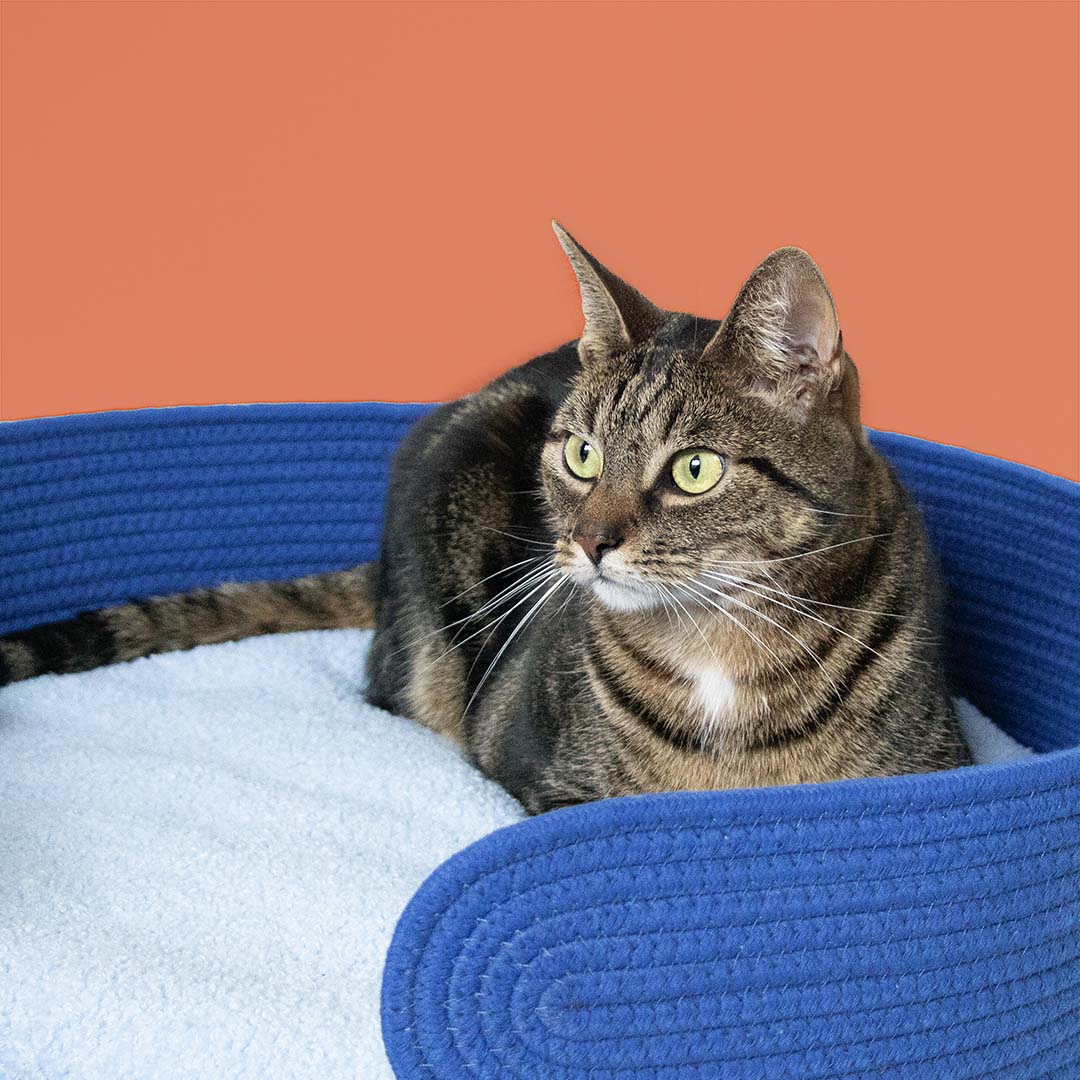 Cat Basket Lazy Lounge