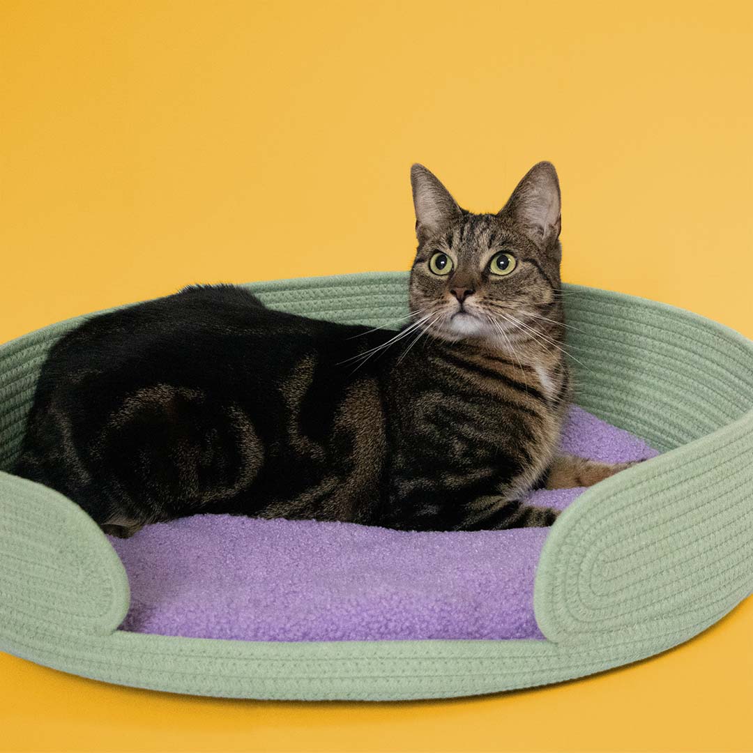 Cat Basket Lazy Lounge