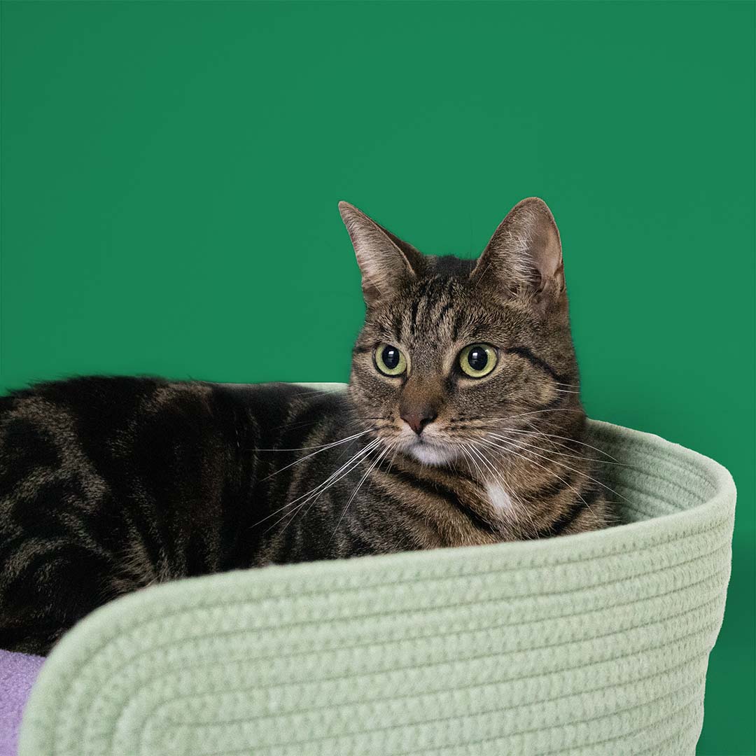 Cat Basket Lazy Lounge