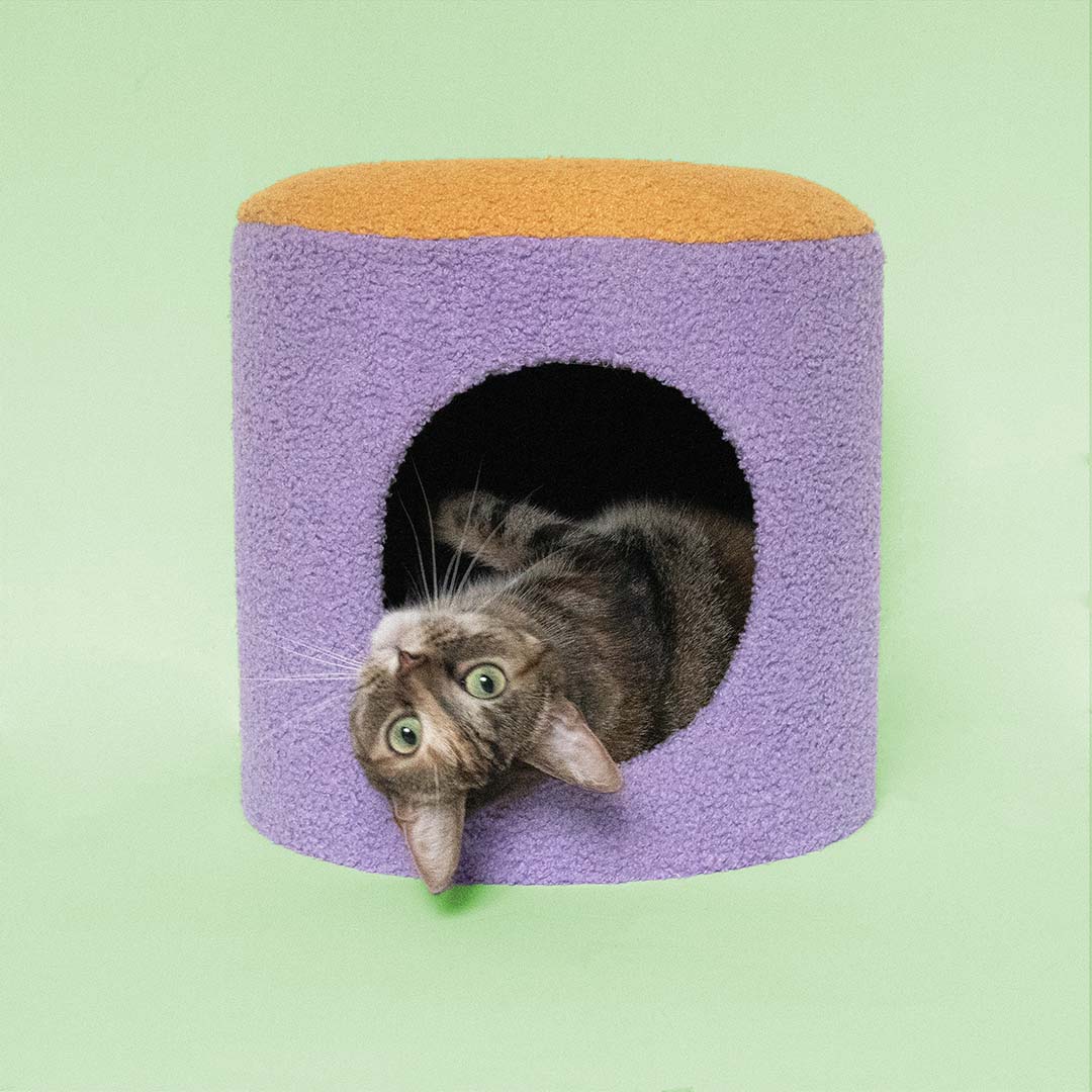 Cat House Happy House