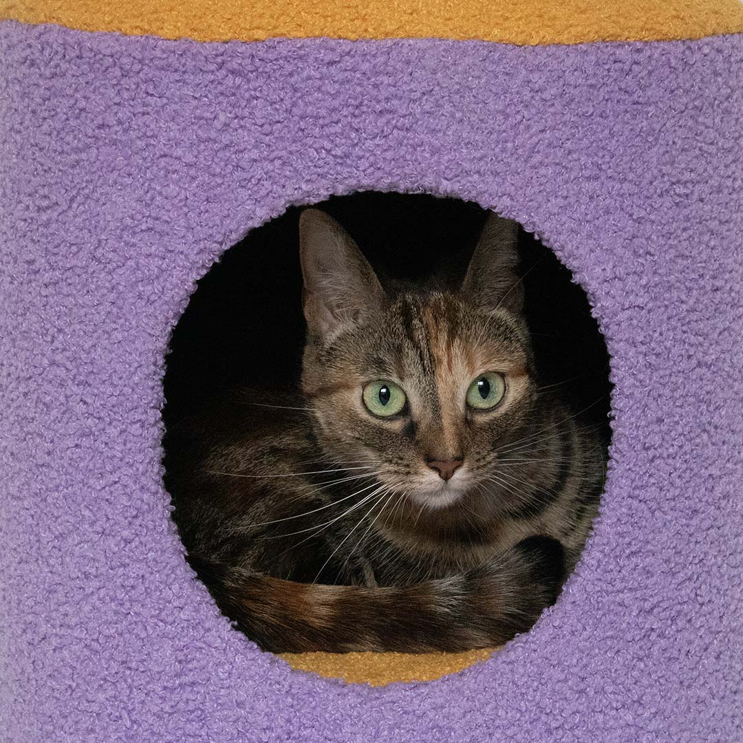Cat House Happy House