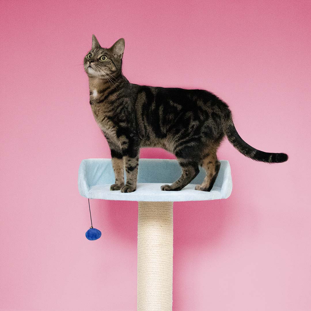 Cattree Berry Breeze Blue