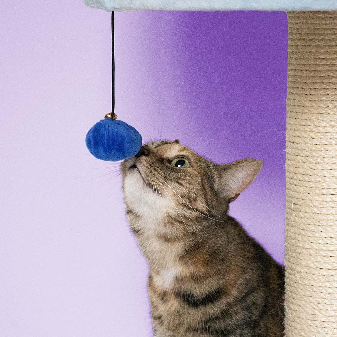 Cattree Berry Breeze Blue