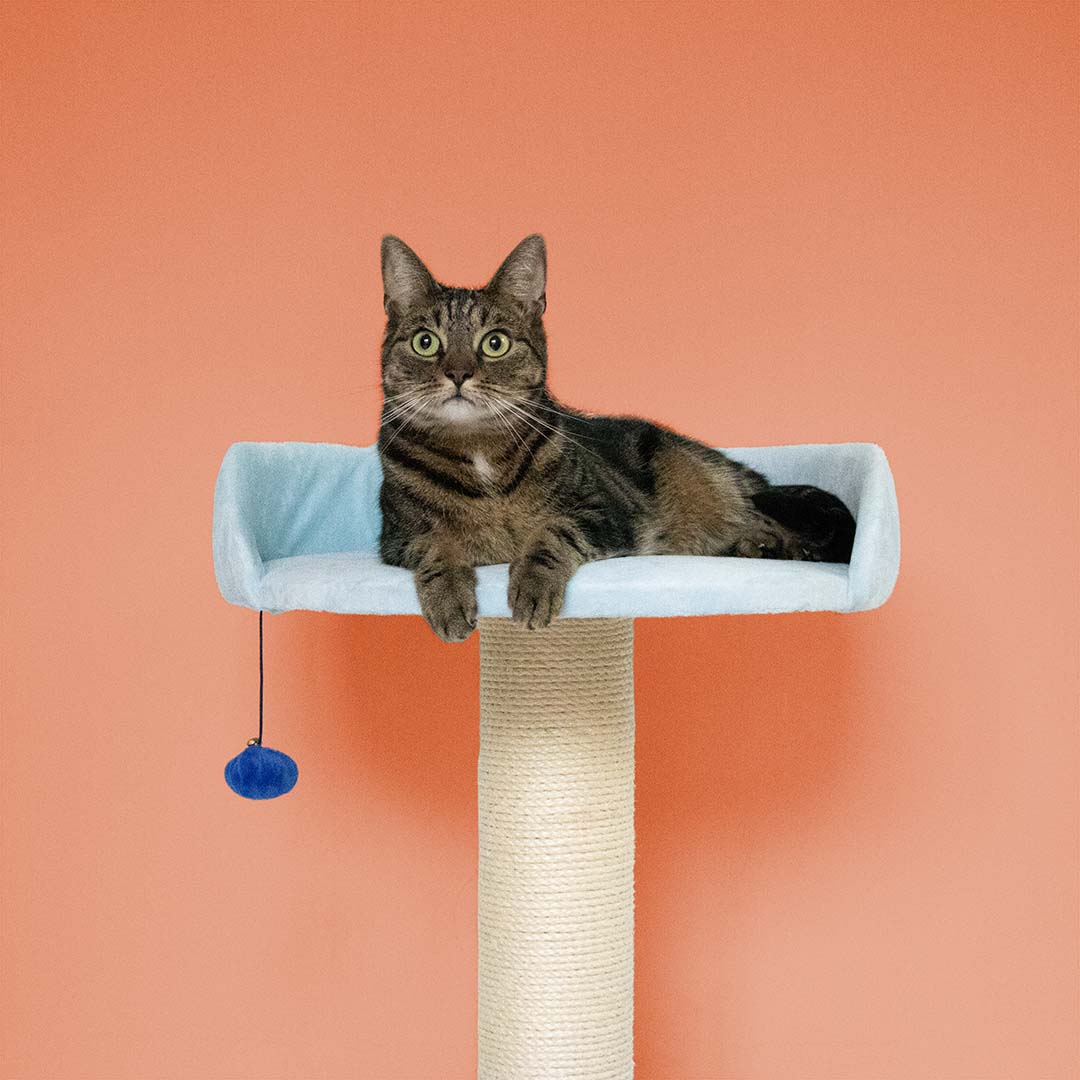 Cattree Berry Breeze Blue