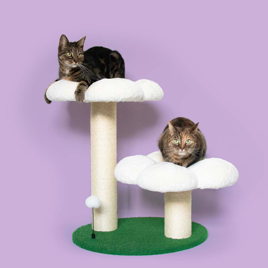 Cattree Flower Power Multicolor