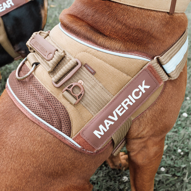 Corduroy: Convert Harness
