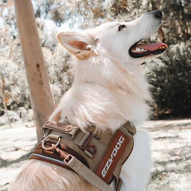 Corduroy: Convert Harness