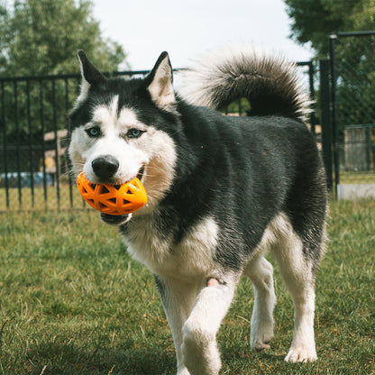 Crack me up - rugby pull toy