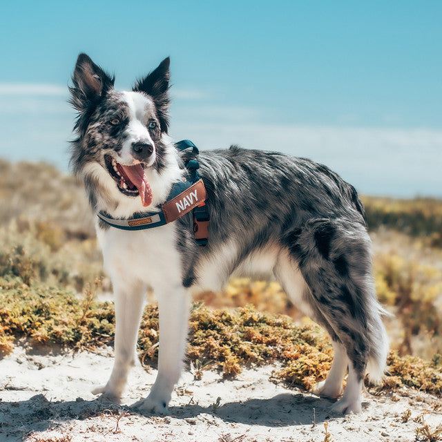 Denim Collection: Express Harness