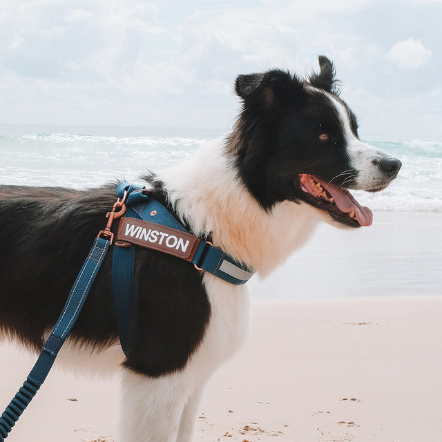 Denim Collection: Express Harness