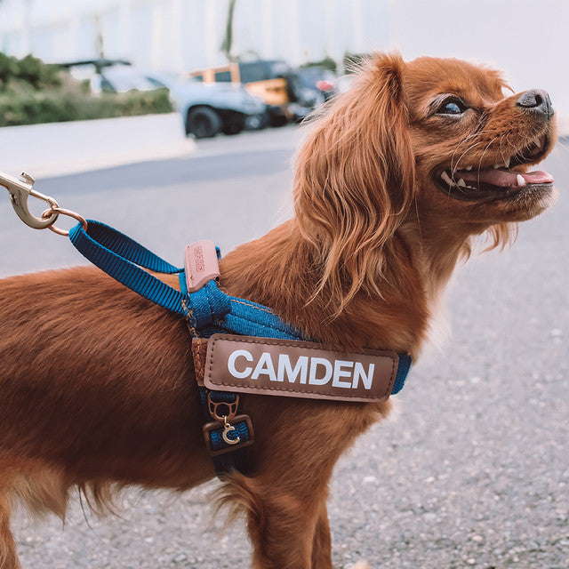 Denim Collection: Express Harness