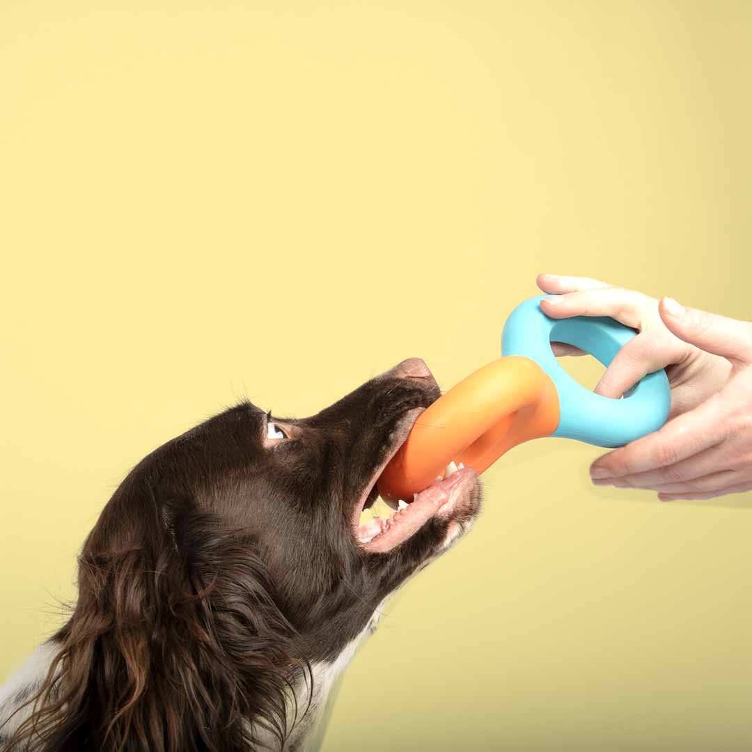 Dog toy DOODLE