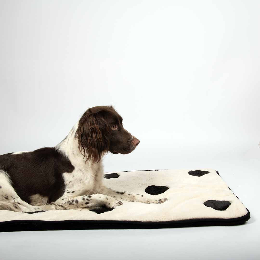 Dog Plaid Domino Dream