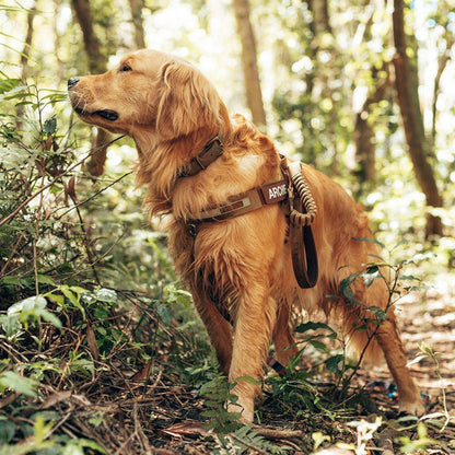 Corduroy: Express Harness