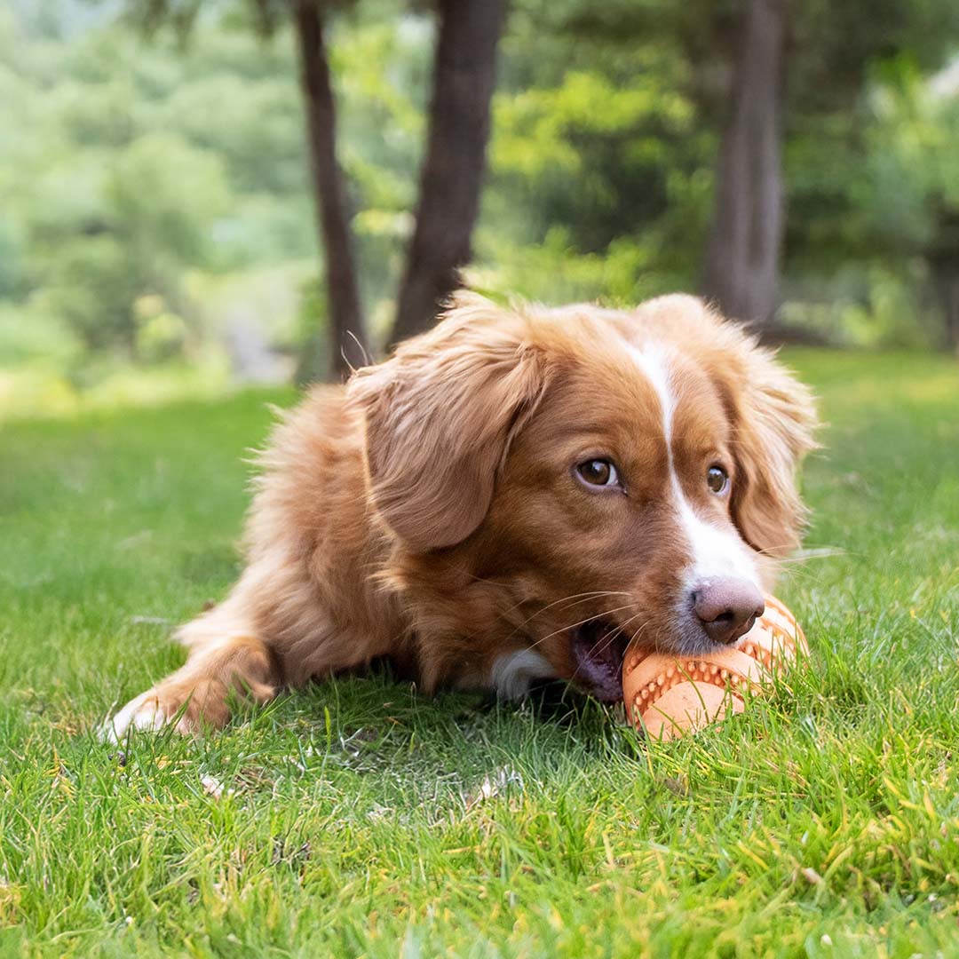Feeding Toy Nimble Me Rugby