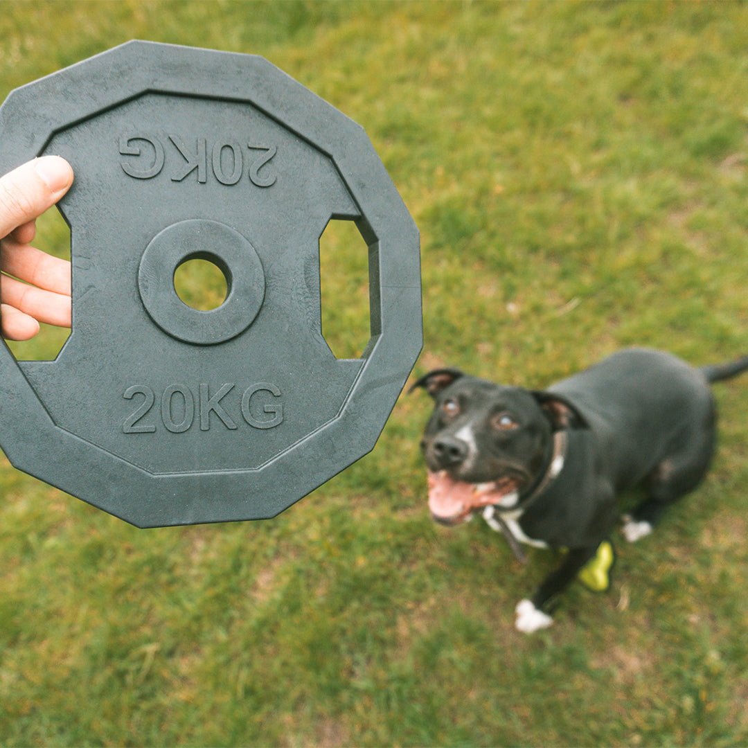 For The Gainz - barbell dog toy