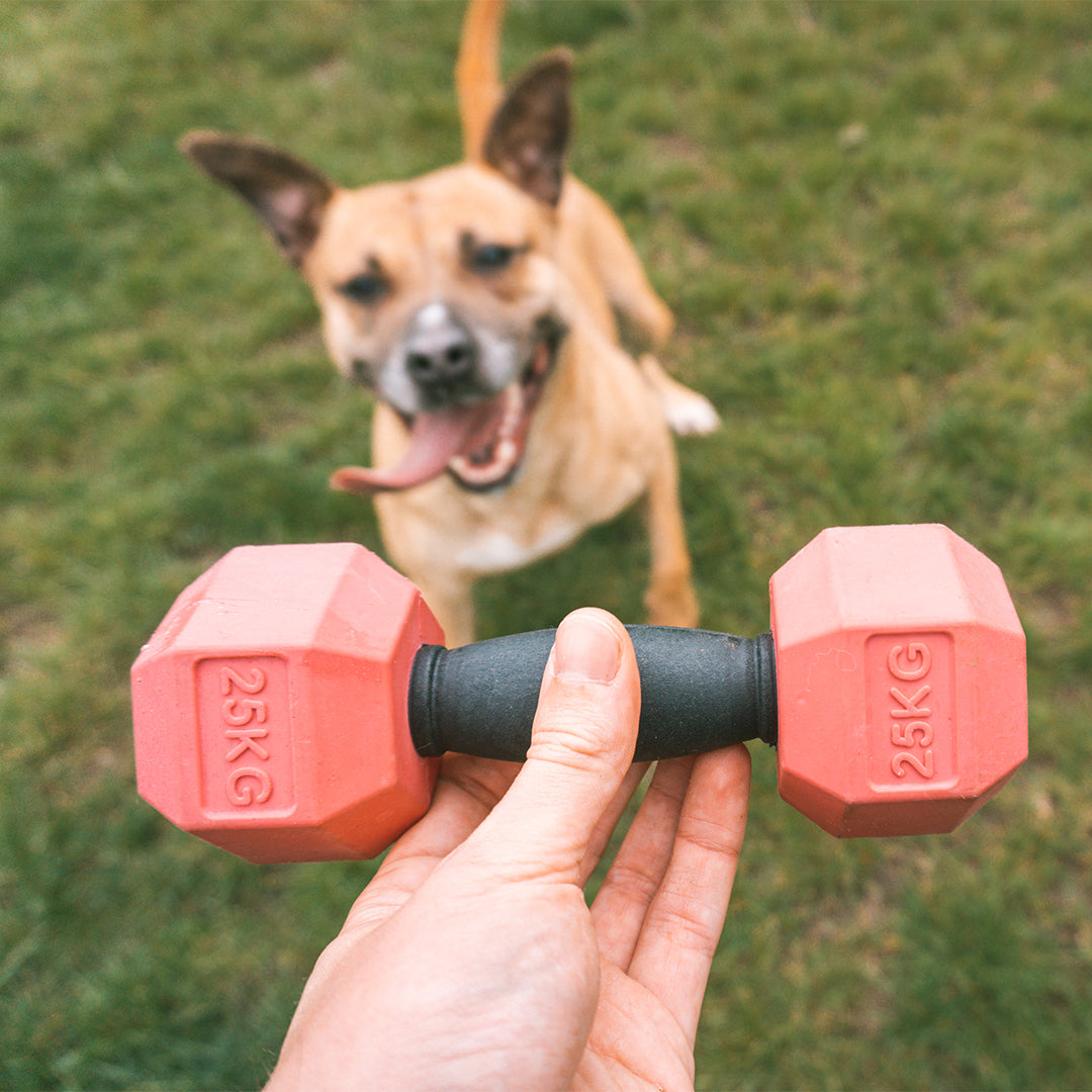 For The Gainz - dumbbell dog toy