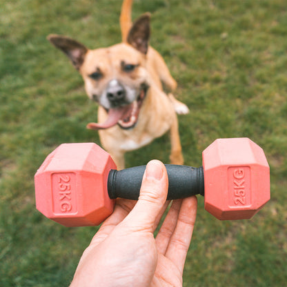 For The Gainz - dumbbell dog toy