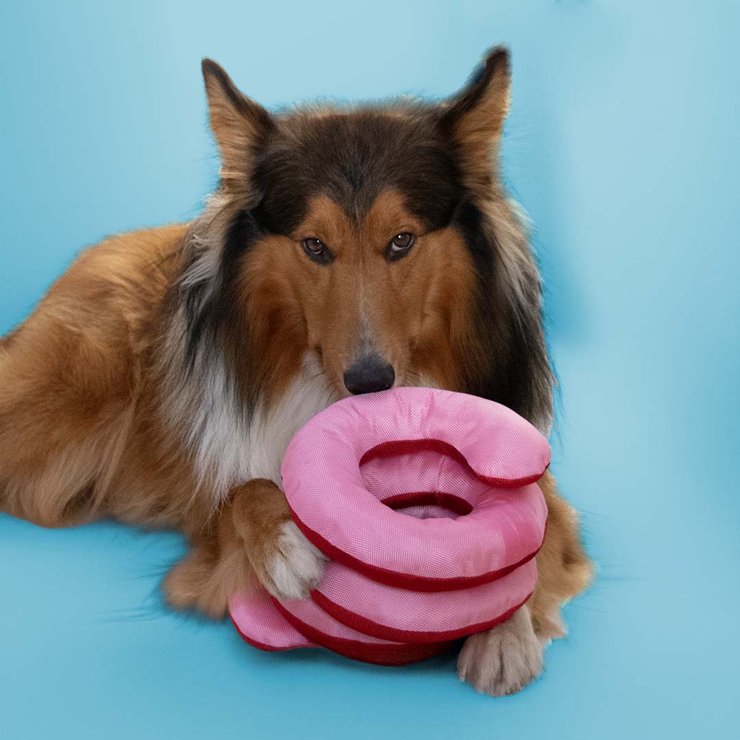 Tug Toy Ringo Reggie